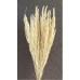 AMARANTHUS  STANDING 24" Bleached